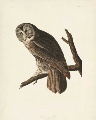 Picture of PL 351 GREAT CINEREOUS OWL