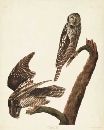 Picture of PL 378 HAWK OWL