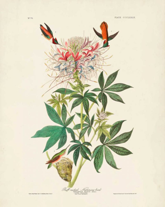 Picture of PL 379 RUFF-NECKED HUMMINGBIRD