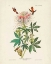 Picture of PL 379 RUFF-NECKED HUMMINGBIRD