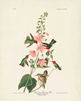 Picture of PL 425 COLUMBIAN HUMMINGBIRD