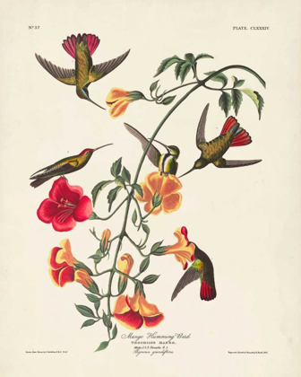 Picture of PL 184 MANGO HUMMINGBIRD