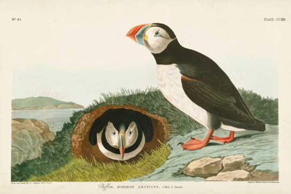 Picture of PL 213 PUFFIN