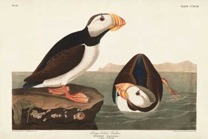Picture of PL 293 LARGE-BILLED PUFFIN