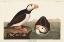Picture of PL 293 LARGE-BILLED PUFFIN