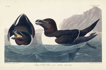 Picture of PL 214 RAZOR-BILLED AUK