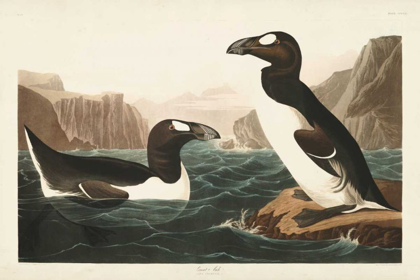 Picture of PL 341 GREAT AUK