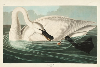 Picture of PL 406 TRUMPETER SWAN