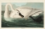 Picture of PL 406 TRUMPETER SWAN