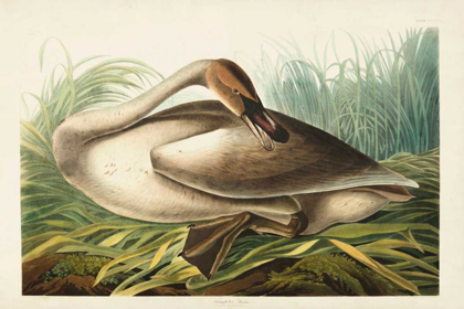 Picture of PL 376 TRUMPETER SWAN