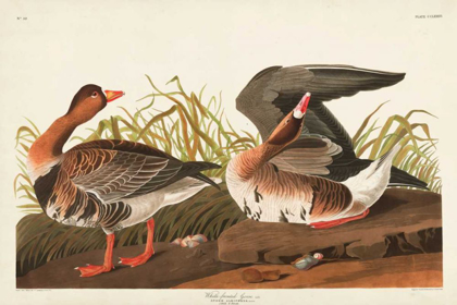 Picture of PL 286 WHITE-FRONTED GOOSE