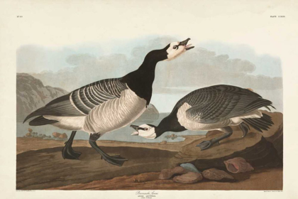 Picture of PL 296 BARNACLE GOOSE