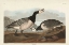 Picture of PL 296 BARNACLE GOOSE