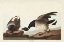 Picture of PL 391 BRANT GOOSE