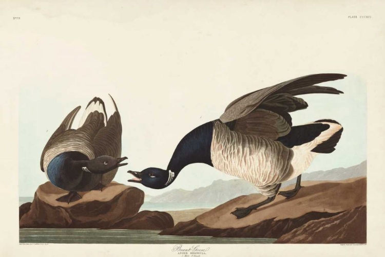 Picture of PL 391 BRANT GOOSE