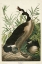 Picture of PL 201 CANADA GOOSE