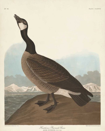 Picture of PL 277 HUTCHINSS BARNACLE GOOSE