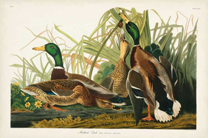 Picture of PL 221 MALLARD DUCK