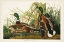 Picture of PL 221 MALLARD DUCK
