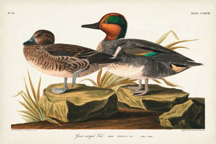 Picture of PL 228 GREEN-WINGED TEAL