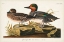 Picture of PL 228 GREEN-WINGED TEAL