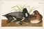 Picture of PL 229 SCAUP DUCK