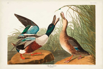 Picture of PL 327 SHOVELLER DUCK