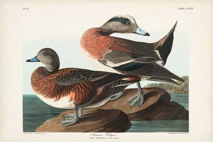 Picture of PL 345 AMERICAN WIDGEON