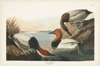 Picture of PL 301 CANVAS-BACKED DUCK