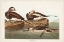 Picture of PL 312 LONG-TAILED DUCK