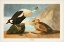 Picture of PL 276 KING DUCK
