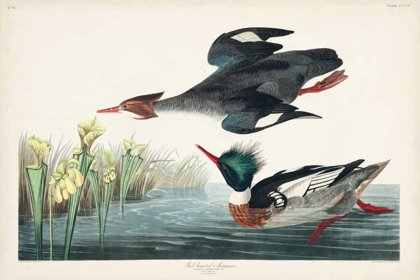 Picture of PL 401 RED-BREASTED MERGANSER DUCK