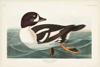 Picture of PL 403 GOLDEN-EYE DUCK