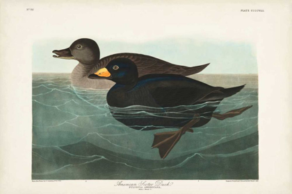 Picture of PL 408 AMERICAN SCOTER DUCK