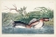 Picture of PL 248 AMERICAN PIED-BILL DUCK