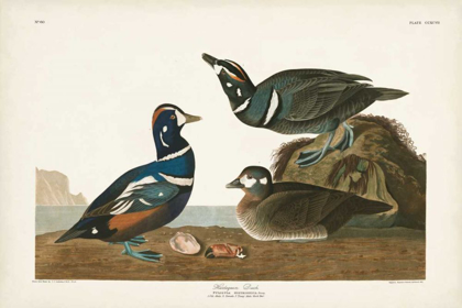 Picture of PL 297 HARLEQUIN DUCK