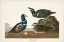Picture of PL 297 HARLEQUIN DUCK