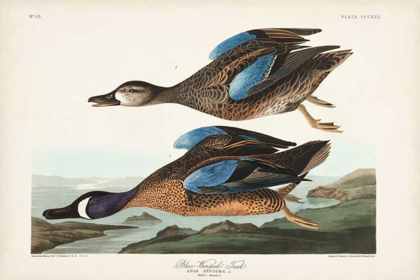 Picture of PL 313 BLUE-WINGED TEAL