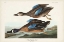 Picture of PL 313 BLUE-WINGED TEAL