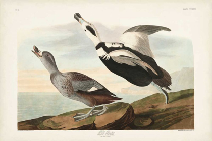Picture of PL 332 PIED WORKING DUCK