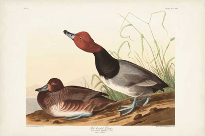Picture of PL 322 RED-HEADED DUCK