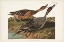 Picture of PL 227 PIN-TAILED DUCK
