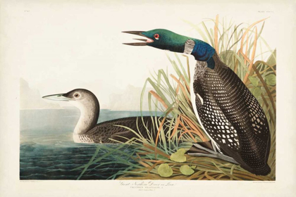 Picture of PL 306 GREAT NORTHERN DIVER OR LOON