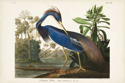 Picture of PL 217 LOUISIANA HERON