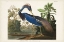 Picture of PL 217 LOUISIANA HERON