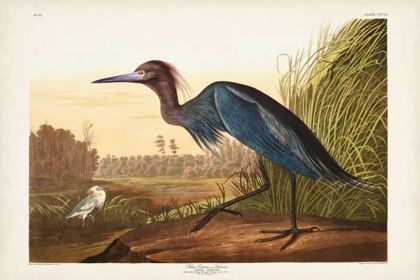 Picture of PL 307 BLUE CRANE OR HERON