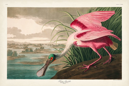 Picture of PL 321 ROSEATE SPOONBILL