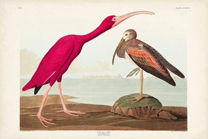 Picture of PL 397 SCARLET IBIS