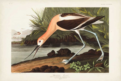 Picture of PL 318 AMERICAN AVOCET