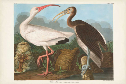 Picture of PL 222 WHITE IBIS